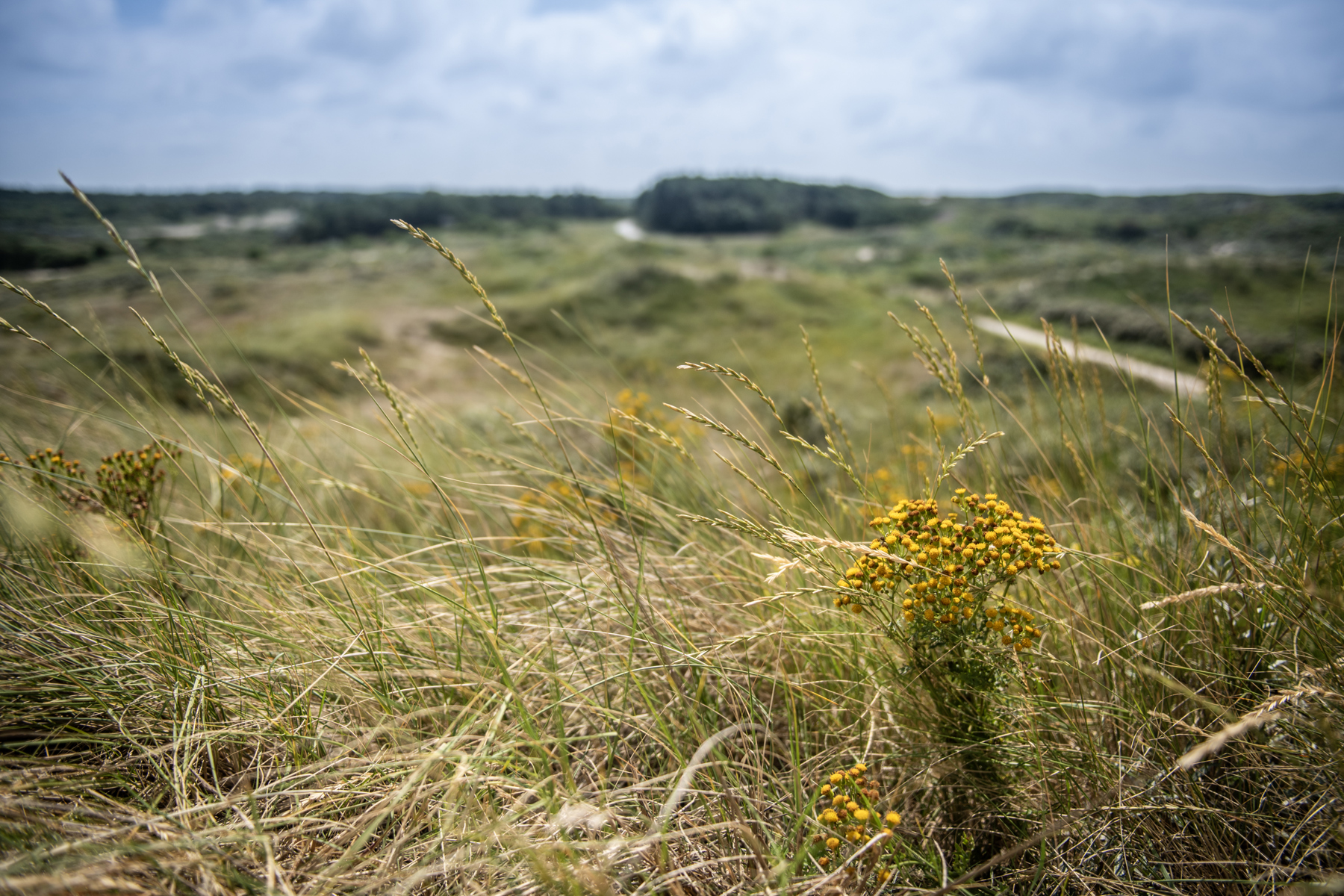 Beeldbank Gemeente Noordwijk